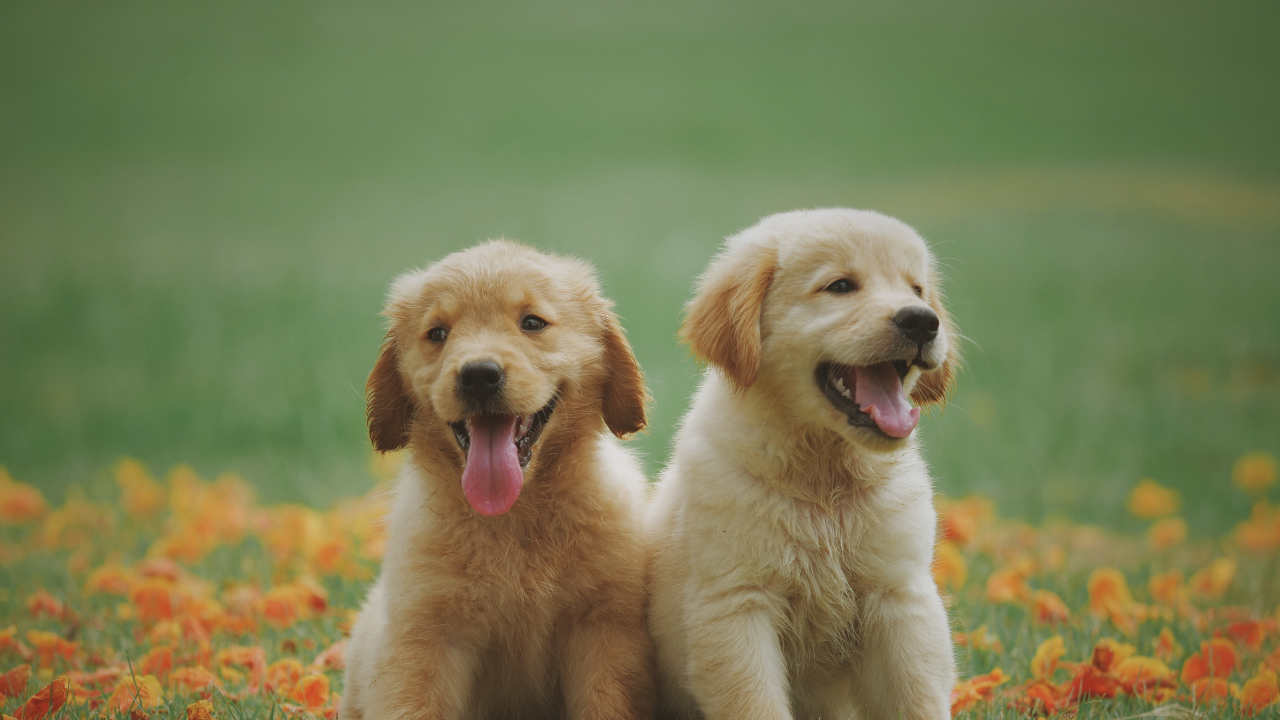 How To Make Your Plants Dog Friendly