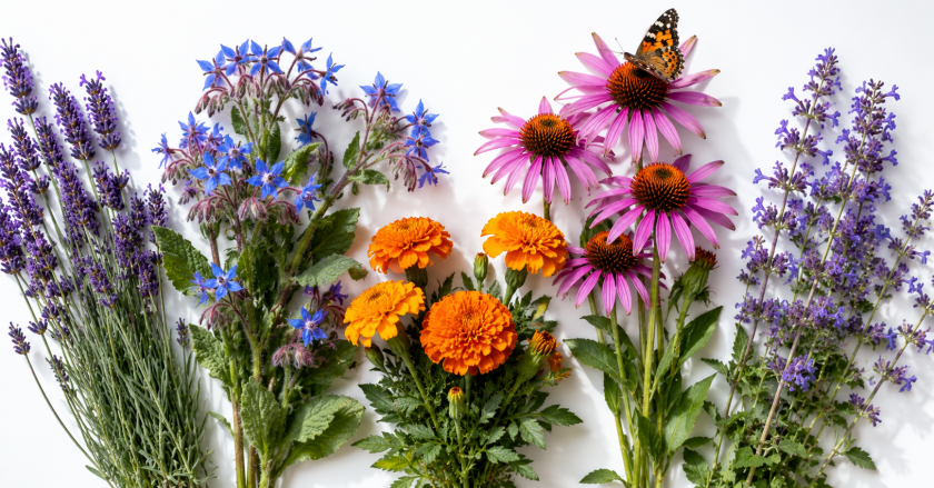 Pollinator-Friendly Plants for Urban Outdoor Spaces 4 Beyond Bees: Supporting a Full Range of Urban Pollinators