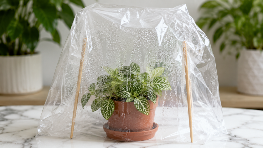 Humidity Hacks: 10 Ways to Keep Your Plants Happy Without a Humidifier 3 DIY Humidity Tents