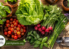 Grow Your Own, Easiest Outdoor Edible Plants for Beginners