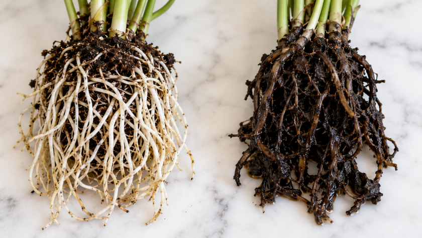 Healthy versus decayed plant roots