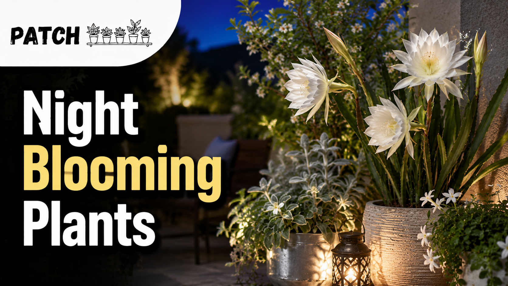 Plants That Bloom at Night