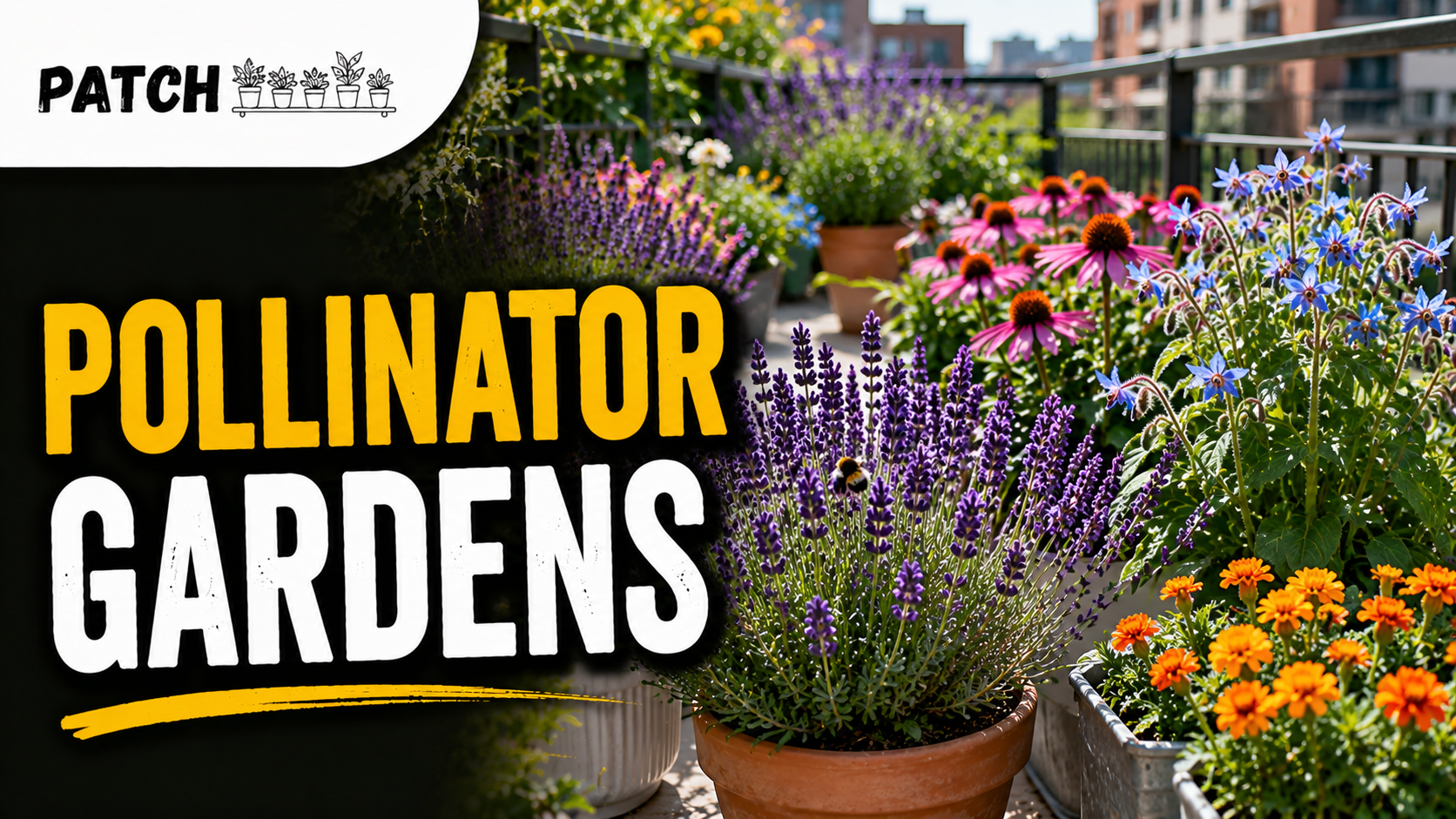 Pollinator Friendly Plants for Urban Outdoor Spaces 1
