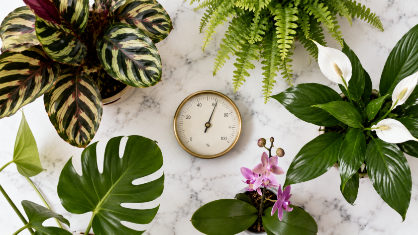Humidity Hacks: 10 Ways to Keep Your Plants Happy Without a Humidifier 4 Which Plants Need These Humidity Hacks Most?