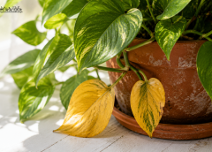 Why Are My Plant Leaves Turning Yellow? 10 Causes and Fixes