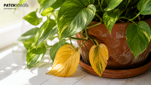 Why Are My Plant Leaves Turning Yellow? 10 Causes and Fixes