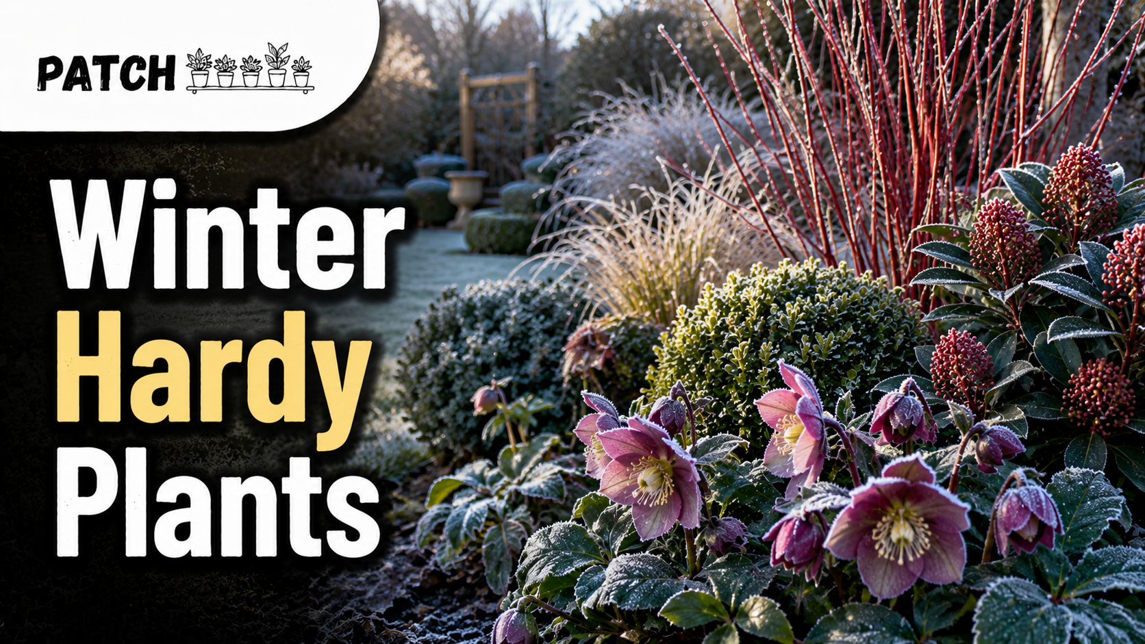 Outdoor Plants That Survive British Winters