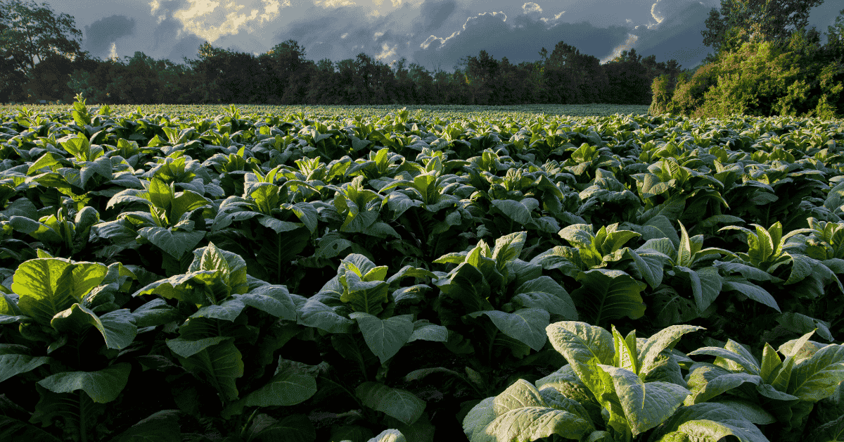 Best Outdoor Plants For Coastal And Windy Environments