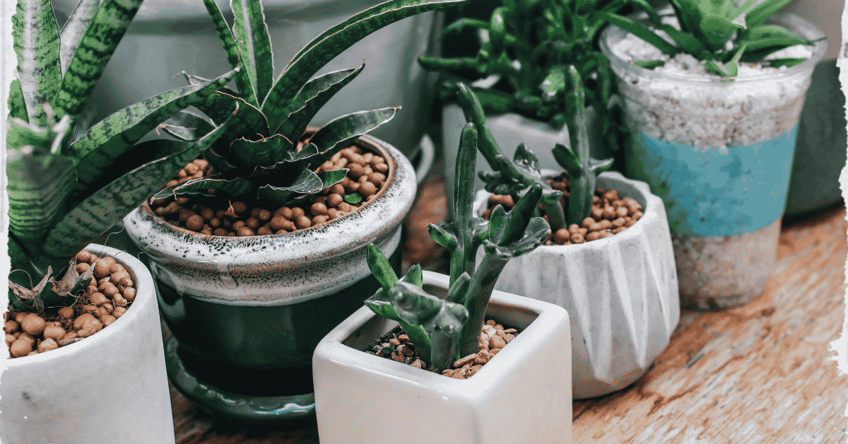 Unusual Indoor Plants Youve Probably Never Heard Of