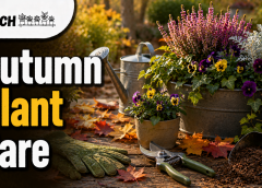 Seasonal Plant Care: 17 Best Autumn Tips | Patch Plants