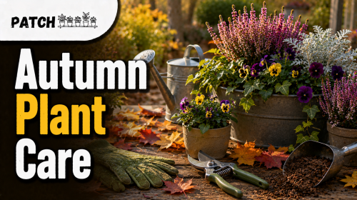 Seasonal Plant Care: 17 Best Autumn Tips | Patch Plants