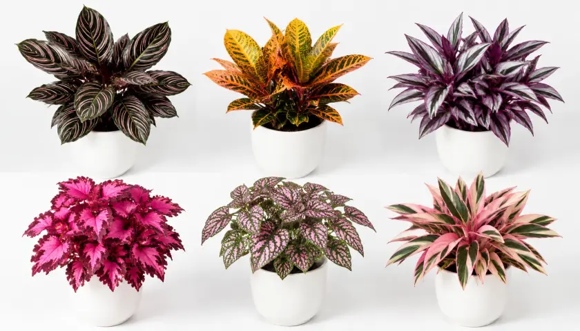 Best Colorful Indoor Plants