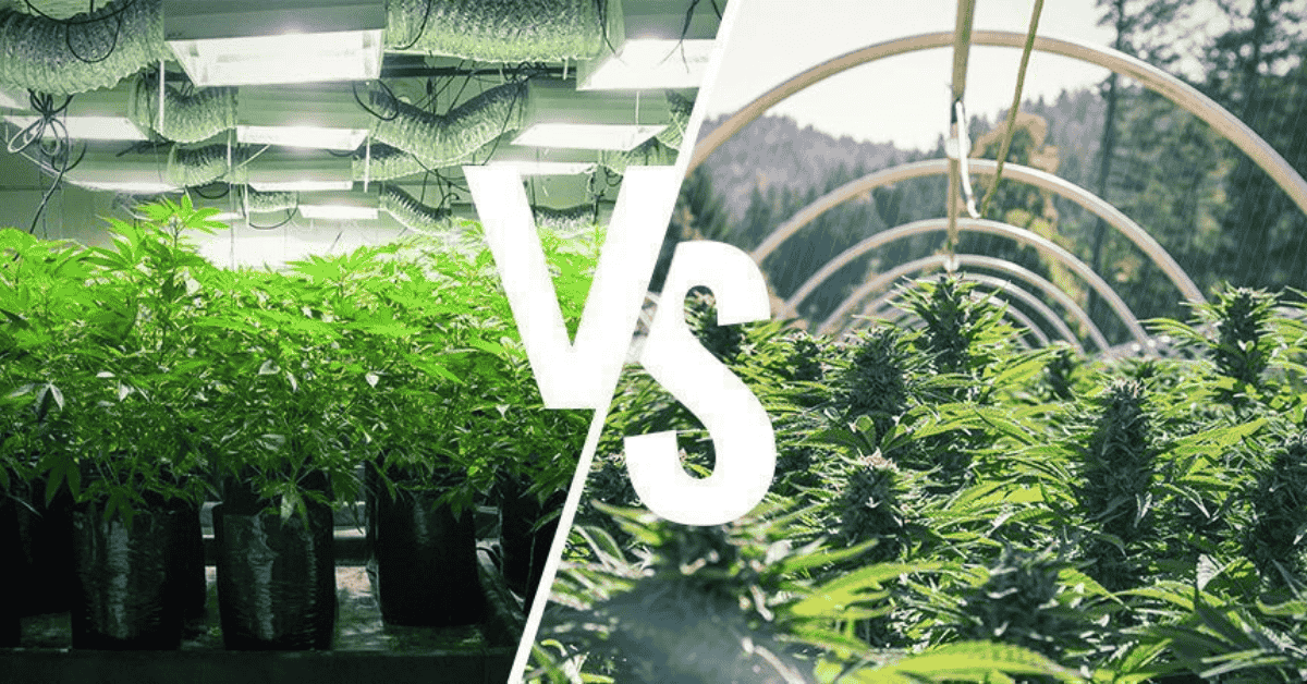 Fertilizing Indoor Vs Outdoor Plants Whats The Difference