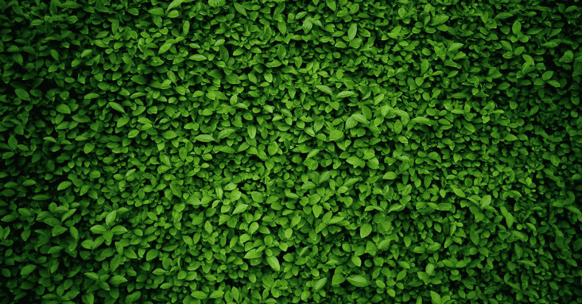 How To Clean Plant Leaves Without Damaging Them
