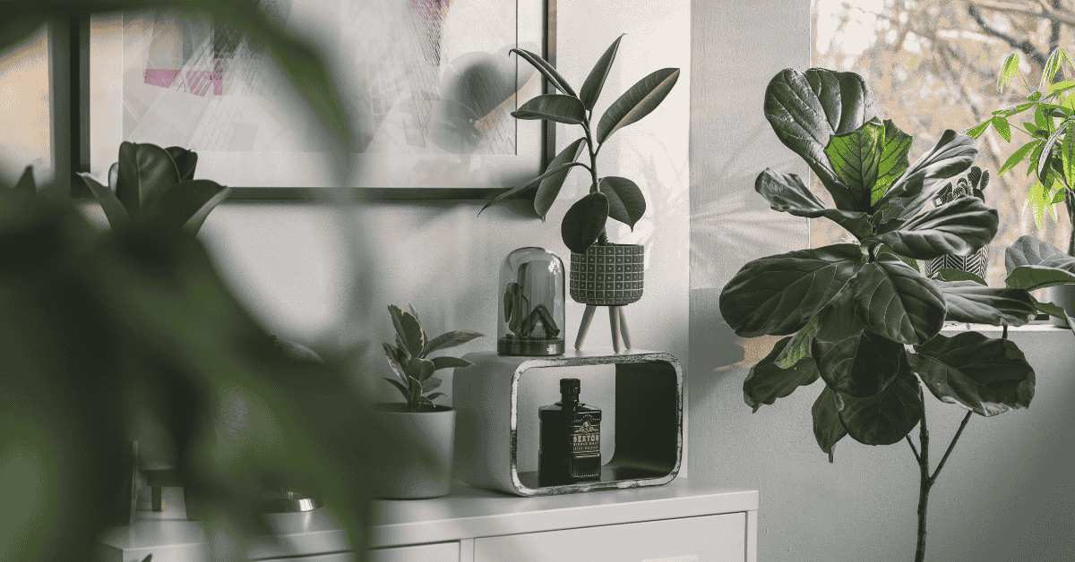 Indoor Plants That Smell Amazing Without Being Overpowering