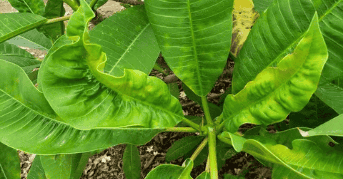 Leaf Curl Browning And Droop What Your Plant Is Telling You
