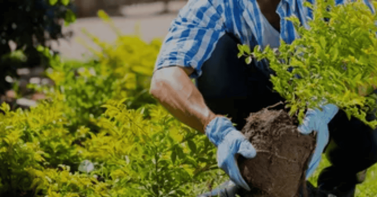 Re Potting Mistakes To Avoid And When Not To Re Pot At All