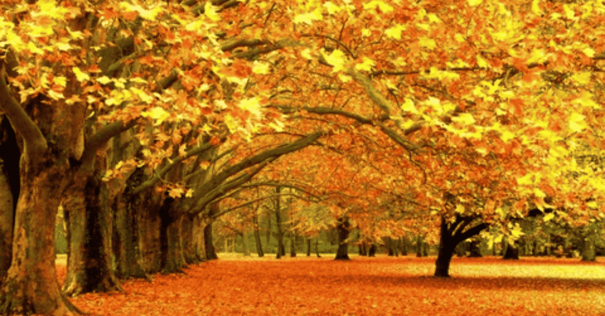 The Ultimate Guide To Seasonal Plant Care In Autumn 2025