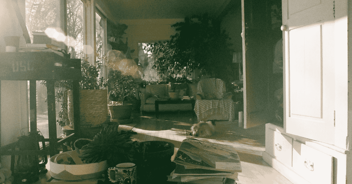 Year Round Balcony Plants That Handle Wind Rain Sun