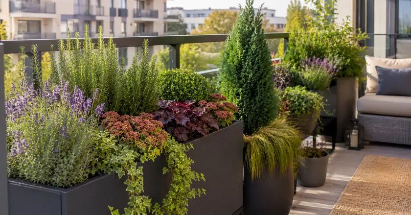 Best Year Round Balcony Plants