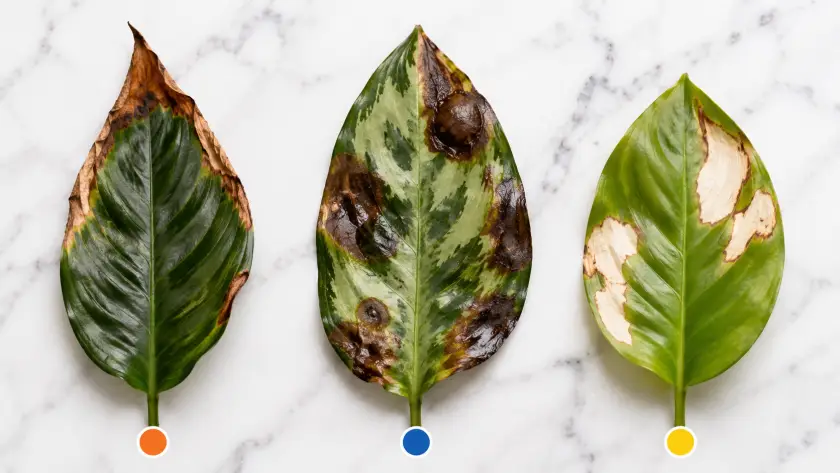 Leaf Curl, Browning & Droop — What Your Plant Is Telling You 3 Brown Tips on Plants