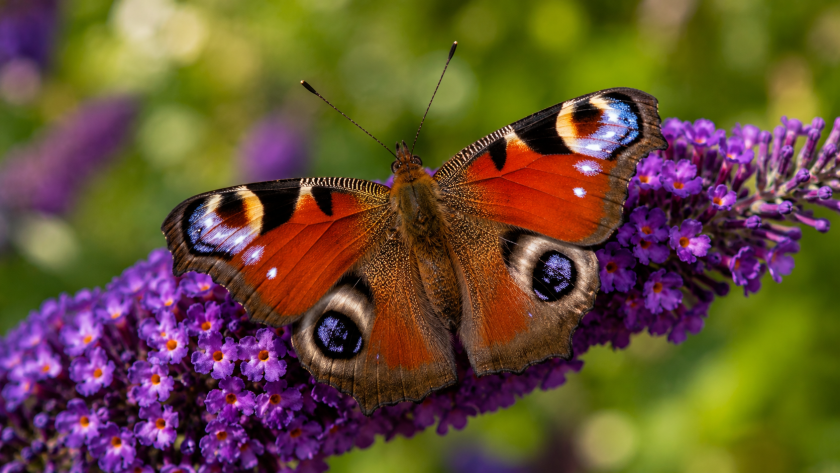 Butterfly Garden Design