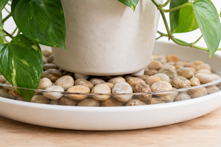 How to Build a DIY Indoor Humidity Tray for Your Plants 4 Common Humidity Tray Mistakes