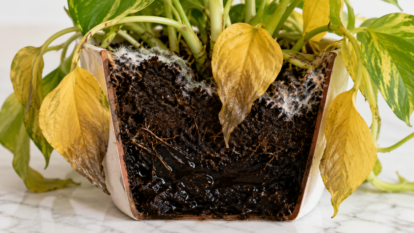 Signs of Overwatering Plants — And How to Water the Right Way 2 Signs of Overwatering