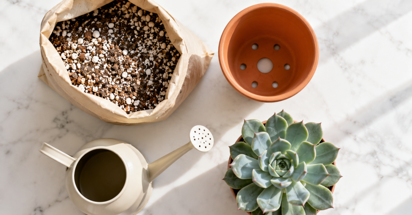Essential Care Principles for Drought-Tolerant Plants