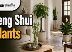 Feng Shui Indoor Plants: 17 Best Lucky Picks
