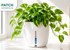 The Truth About Self-Watering Pots: Do They Really Work?