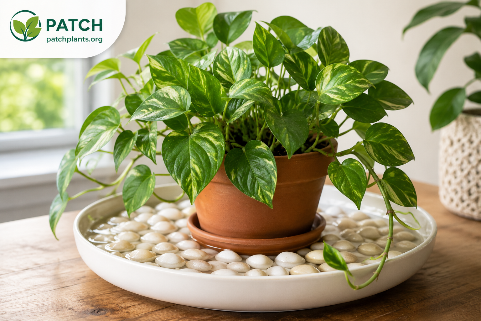 How to Build a DIY Indoor Humidity Tray for Your Plants