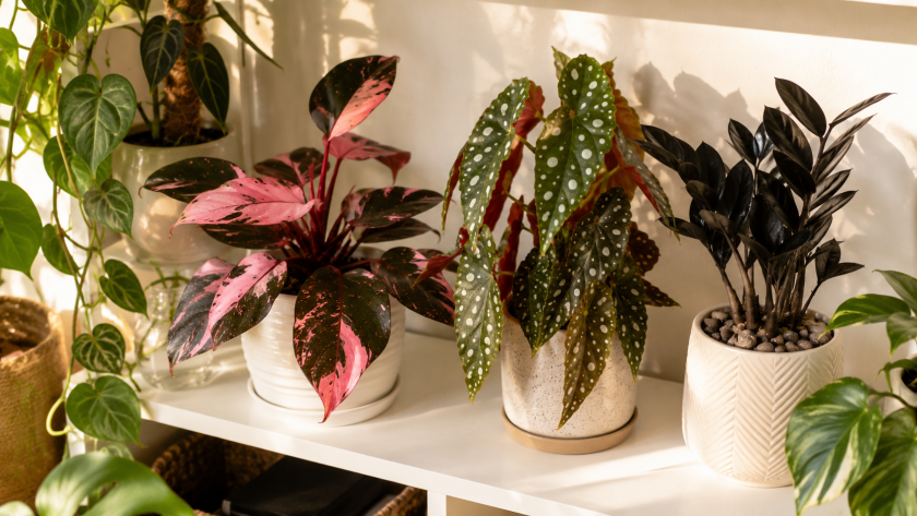 15 Rare Houseplants Worth Hunting (And How to Care for Them) 3 How to Care for Rare Houseplants