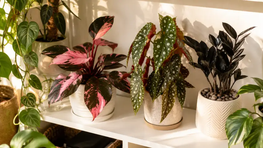 15 Rare Houseplants Worth Hunting (And How to Care for Them) 3 How to Care for Rare Houseplants