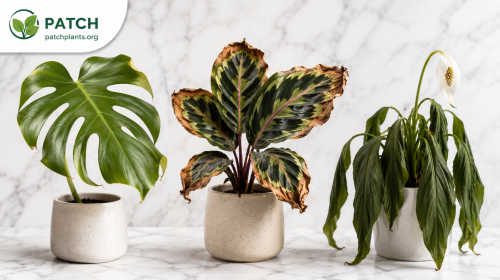 Leaf Curl, Browning & Droop — What Your Plant Is Telling You