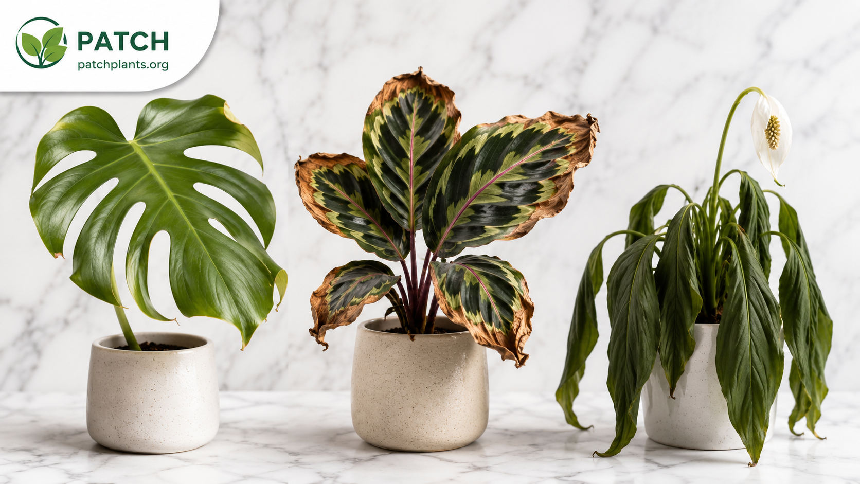 Leaf Curl, Browning & Droop — What Your Plant Is Telling You