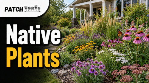 Native plants in a vibrant garden