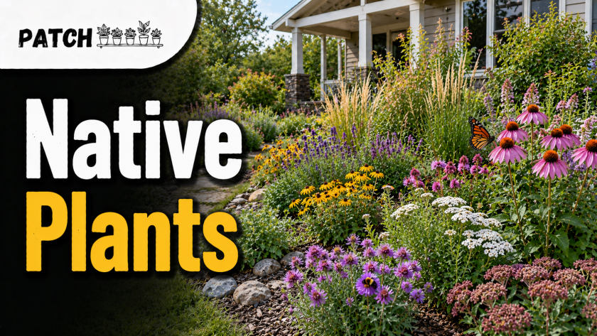 Native plants in a vibrant garden