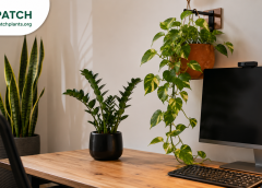 Office-Friendly Plants That Survive Fluorescent Lighting