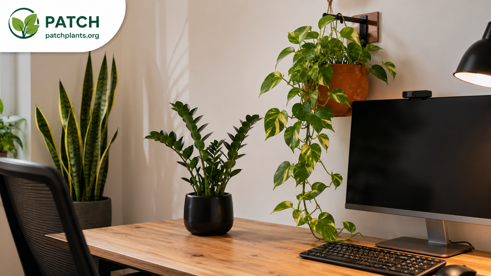 Office-Friendly Plants That Survive Fluorescent Lighting