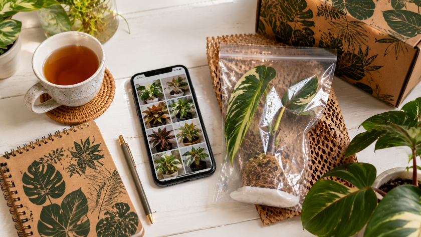 15 Rare Houseplants Worth Hunting (And How to Care for Them) 4 Pet Safety and Rare Houseplants