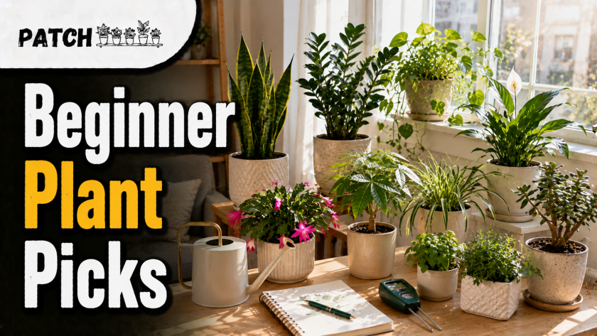 Best Indoor Plants for First-Time Plant Parents: 21 Easy 2026 Picks 8 First-Time Plant Parents: 21 Best Easy Picks | Patch Plants