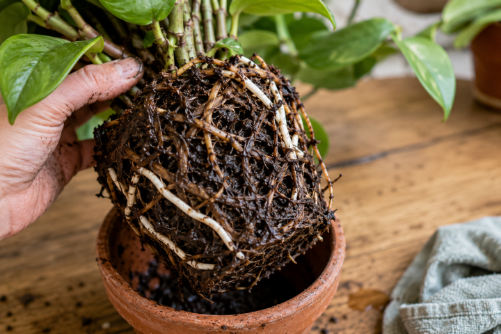 What Is Root Rot? How to Identify, Prevent and Treat It 2 Signs of Root Rot