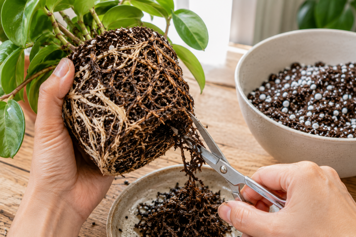 What Is Root Rot? How to Identify, Prevent and Treat It 3 Trimming roots during repotting process