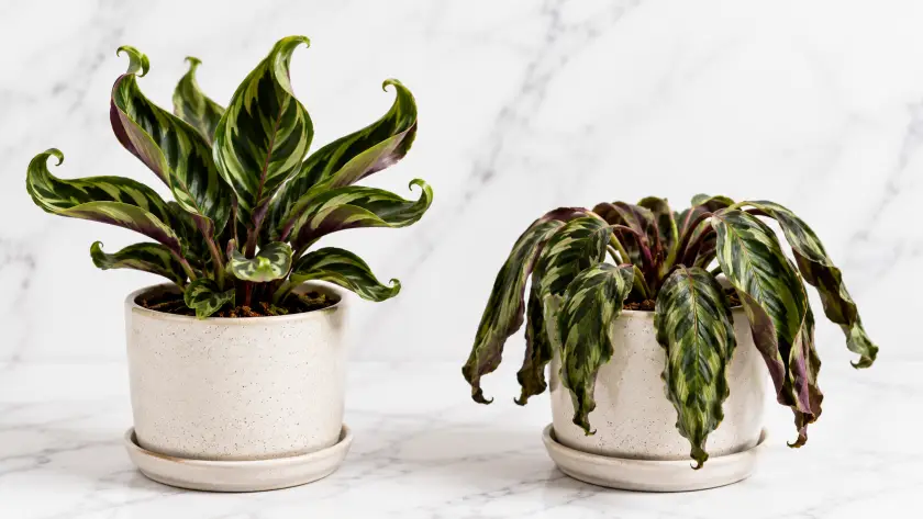 Leaf Curl, Browning & Droop — What Your Plant Is Telling You 2 Upward Curling Leaves on Plants