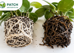 What Is Root Rot? How to Identify, Prevent and Treat It