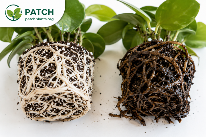 What Is Root Rot? How to Identify, Prevent and Treat It