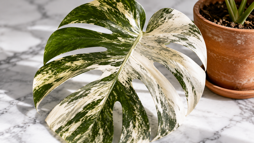 15 Rare Houseplants Worth Hunting (And How to Care for Them) 2 What Makes a Houseplant "Rare"?