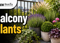 Year Round Balcony Plants