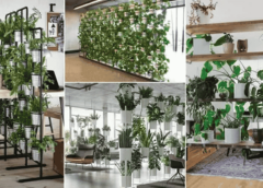 Indoor Plants That Double As Natural Room Dividers